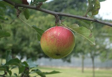 Apfel am Baum im Zentralschulgarten