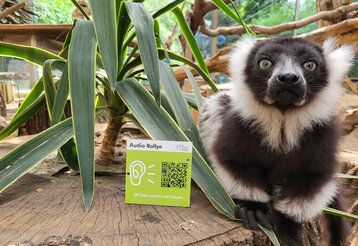 Ein schwarz-weißer Vari im Zoo, neben einer Yucca-Palme und einem Schild der Audio Rallye mit QR-Code