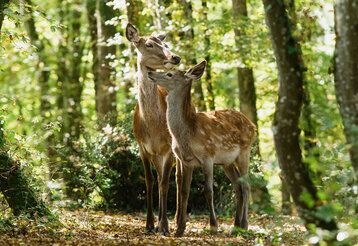 zwei Rehe stehen im Wald
