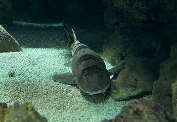 Bambushai in Bodennähe eines Aquariums, an einem Felsen