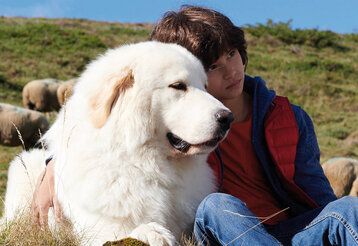 Junge sitzt mit einem weißen Hund in der Natur, im Hintergrund grasen Schafe