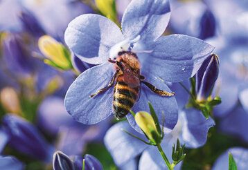 Eine Biene an einer Blüte