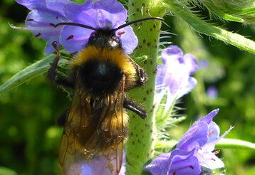 Biene an Blume