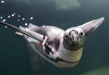 Brillenpinguin schwimmt im Aquazoo