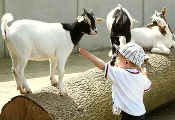 Kleines Kind steht im Ziegengehege und streichelt eine Ziege, die auf einem Baumstamm steht, im Hintergrund zwei weitere Ziegen