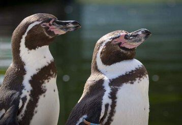 Pinguine im Krefelder Zoo