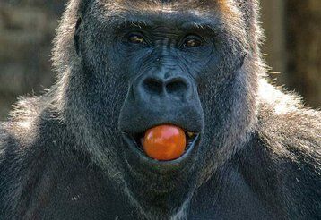 Ein Gorilla schaut mit einer Tomate im Maul in die Kamera.