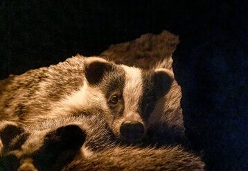 mehrere Dachse  liegen zusammen