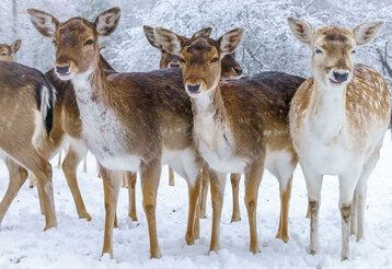 Damwild im Schnee im Wildpark Düsseldorf