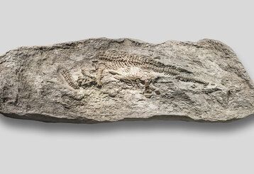 Dino Fossilien in Stein