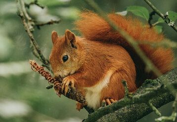 ein Eichhörnchen sitzt auf einem Ast und knabbert an einem Zweig