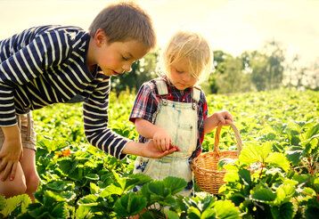 Zwei Kinder ernten auf einem Feld Erdeeren