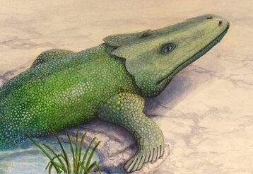 Illustration: Echse kommt an Land