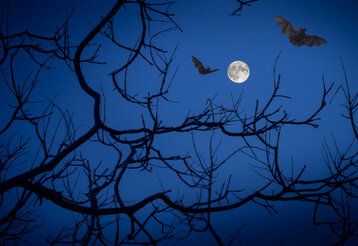 zwei Fledermäuse fliegen nachts über einem Baum, im Hintergrund Vollmond