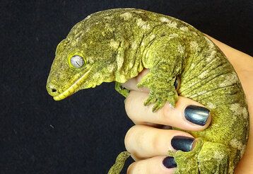 Neukaledonischer Riesengecko in einer Frauenhand mit schwarzen Fingernägeln vor schwarzem Hintergrund