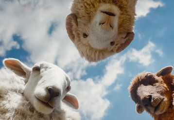 Szene aus dem Film Glennkill, drei Schafe gucken auf den Betrachtenden hinab, im Hintergrund Wolkenhimmel