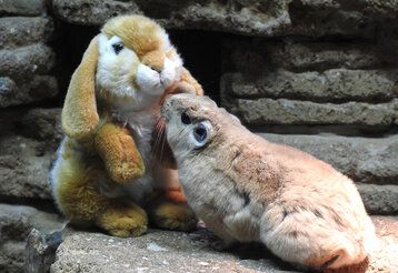 Ein Gundi staunt über den österlichen Besucher in seinem Gehege: In den Ferien lassen sich im Aquazoo einige Oster-Aktionen für Kinder entdecken