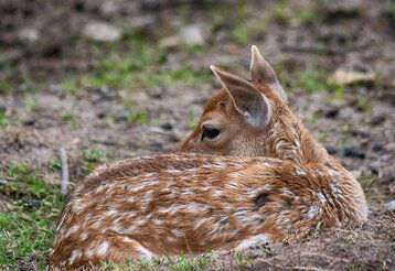 Rehkitz liegt im Wald auf der Erde, dem Betrachter den Rücken zugewandt