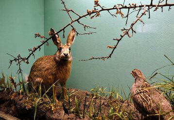 Hase und Rebhuhn im Schaukasten des Naturkundemuseums Schloss Benrath