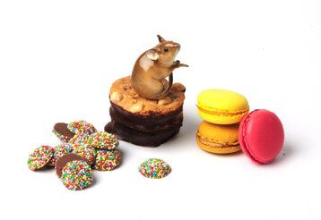 Verschiedene Süßigkeitenauf weißem Grund: Schokotaler mit Perlen, Erdnusskeks, Macarons, auf dem Plätzchen sitzt eine Porzellanmaus