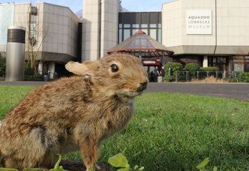 Kaninchen vor Aquazoo