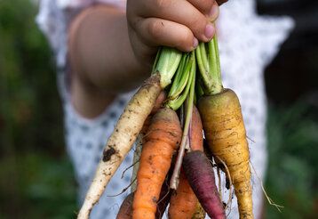 Kinderhand hält Bund Möhren direkt frisch aus der Erde