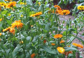 Blumenwiese