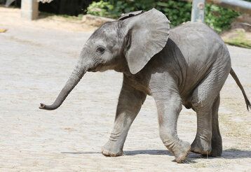 kleiner Elefant läuft im Gehege herum