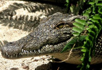 Ein Krokodil schaut hinter Pflanze hervor