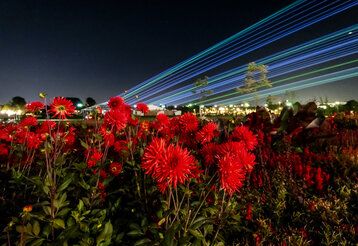 Laga Lichtshow, Blumen und Laserstrahlen bei Nacht