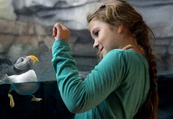 Mädchen betrachtet einen Papageitaucher im Aquazoo