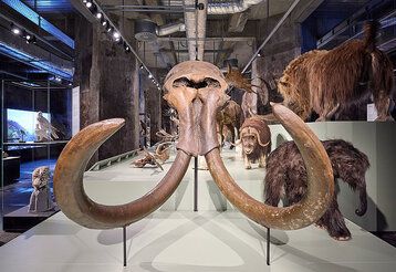 Mammut Schädelknochen im Ruhr Museum