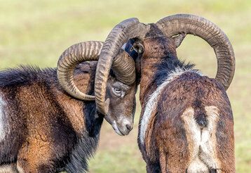 Zwei Mufflons im Wildpark