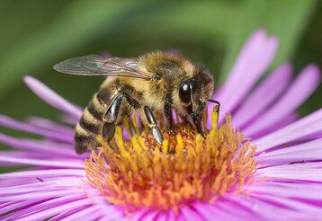 Eine Biene sitzt auf einer Blüte