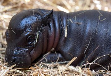 Neugeborenes Zwergflusspferd liegt im Stroh, Duisburger Zoo