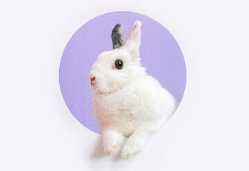 Hase guckt durch großes rundes Loch, der Hintergrund ist violett