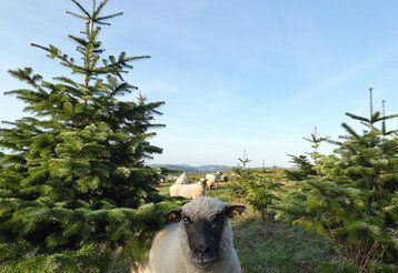 Landschaft mit Tannenbäumen, dazwischen Schafe, eins im Vordergrund, das in die Kamera guckt