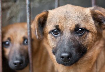 Zwei Hunde im Zwinger, gucken traurig