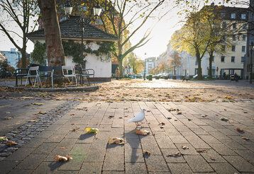 Weiße Taube auf menschenleerem Platz, im Hintergrund Häuser