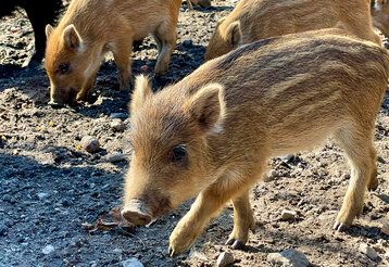 Im Wildpark sind die Frischlinge da. Besucherinnen und Besucher können in diesen Tagen die rund 20 jungen Wildschweine beobachten. Sie erkunden noch behütet von den Muttertieren, den Bachen, das Gehegen