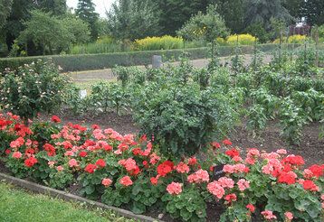 Ein Beet mit Geranien und anderen Pflanzen im Zentralschulgarten Düsseldorf