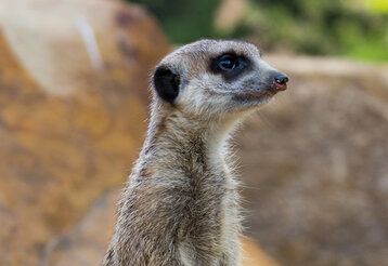 Porträt eines Erdmännchens