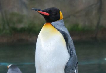 Porträt eines Pinguins, im Hintergrund Felsen und Wasser