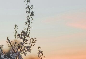 Zweig im Abendrot