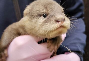 Kleiner Zwergotter auf der Hand eines Tierpflegers mit rosa Gummihandschuhen