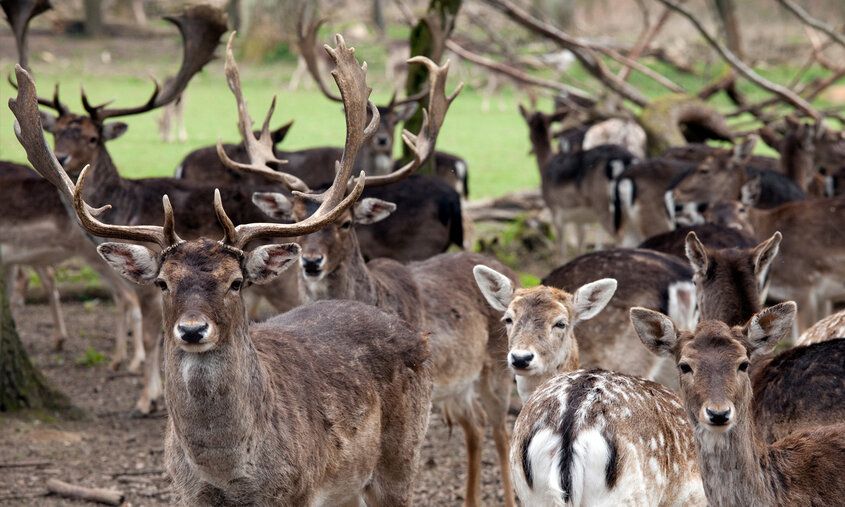 Rehe stehen im Wildpark zusammen