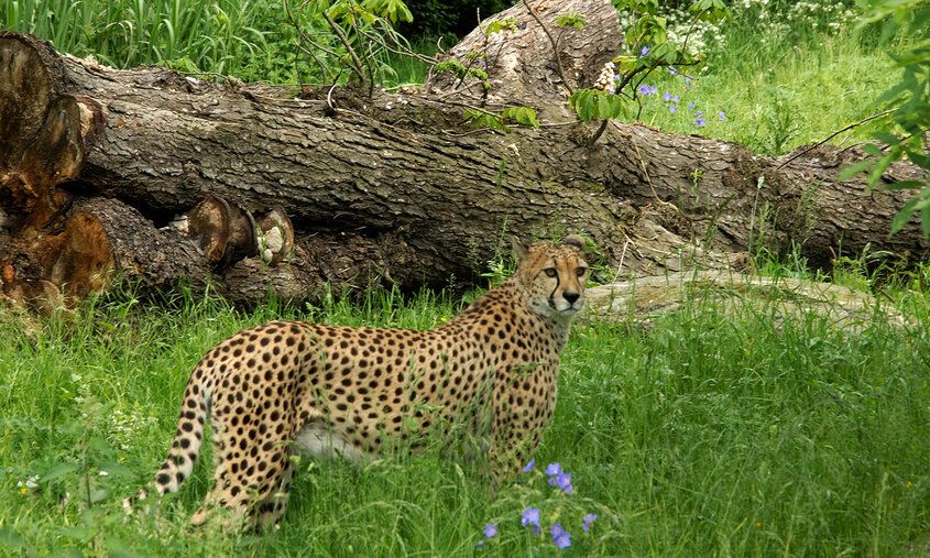 Gepard auf Wiese mit hohem Gras, im Hintergrund ein umgestürzter Baum